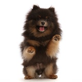 Black-and-tan Pomeranian playfully jumping up