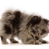 Playful Pomeranian puppy