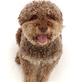 Lagotto Romagnolo dog, 7 years old, sitting and looking up
