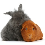Grey Lionhead bunny and young Guinea pig