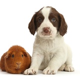 English Springer Spaniel puppy and Guinea pig