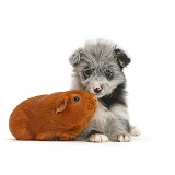 ChiPoo puppy and Guinea pig