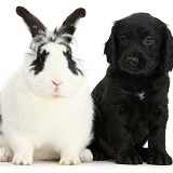 Black Cocker Spaniel puppy and rabbit