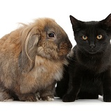Black cat and Lionhead-cross rabbit
