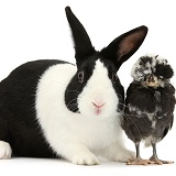 Polish chicken chick and black-and-white Dutch rabbit