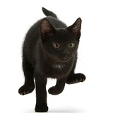 Black kitten running