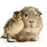 Guinea pig and Mallard duckling