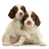 English Springer Spaniel puppies hugging