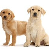 Two cute Yellow Labrador puppies