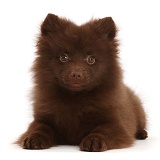 Chocolate brown Pomeranian puppy lying head up