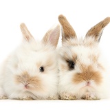 Two cute baby bunnies