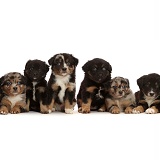 Eight Mini American Shepherd puppies, 5 weeks old