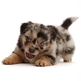 Playful Mini American Shepherd puppy, 5 weeks old, snapping