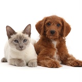 Blue-point Birman-cross cat and red Goldendoodle puppy