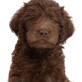 Chocolate Labradoodle puppy