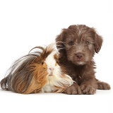 Chocolate Labradoodle puppy and Guinea pig