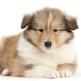 Sable Rough Collie puppy, 7 weeks old