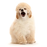 Toy Poodle puppy, 13 weeks old, yawning