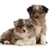Mini American Shepherd puppies