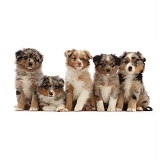 Five Mini American Shepherd puppies