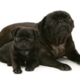 Black pug mother and pup