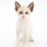 Siamese-cross kitten