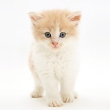 Ginger-and-white Persian-cross kitten standing