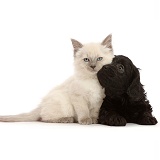 Black Cavapoo puppy, and Ragdoll cross kitten