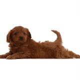 Red Cavapoo puppy lying stretched out
