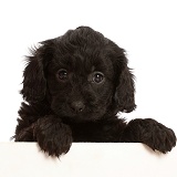 Black Cavapoo puppy, 7 weeks old, paws over