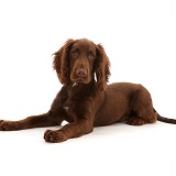 Chocolate working Cocker Spaniel puppy, 11 weeks old