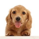 Cream Dachshund puppy, 7 weeks old, paws over, tongue out