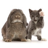 Blue-and-white Ragdoll-cross kitten, and grey Lop bunny