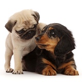 Dachshund puppy, and Pug puppy