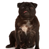 Black Pug with tongue out