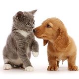 Dachshund puppy, nose to nose with Ragdoll-cross kitten