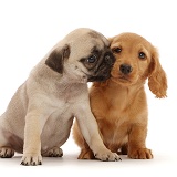 Dachshund puppy, and Pug puppy