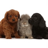 Black and red Cavapoo puppies, and grey Lop rabbit