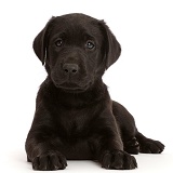 Black Labrador Retriever puppy, 6 weeks old