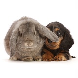 Dachshund puppy, Looking up at grey Lop bunny