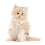 Tortie Persian-cross kitten, 7 weeks old, with raised paw