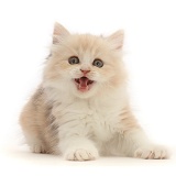 Tortie Persian-cross kitten, 7 weeks old, meowing