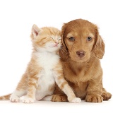 Ginger kitten, snuggling Cream Dachshund puppy