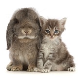 Grey Lop bunny with tabby kitten
