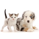 Merle Mini American Shepherd puppy and tabby white kitten