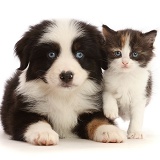 Tricolour Mini American Shepherd puppy and calico kitten