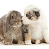 Merle Mini American Shepherd puppy and Lop bunny