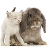 Colourpoint kitten snuggling grey Lop bunny