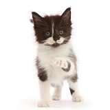 Black-and-white kitten pointing a paw
