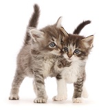 Playful tabby kittens